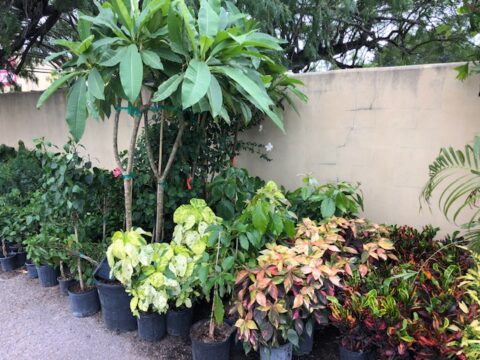 Southern Paradise Palm and Tree Sales photo 1 in Corpus Christi